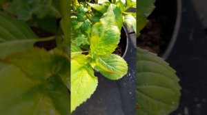 Деформация листьев у гортензий , причины