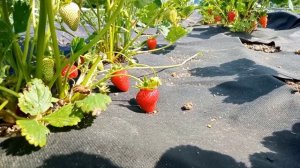 Клубника Альбион. Второй год. Как перезимовал. Вкус и у