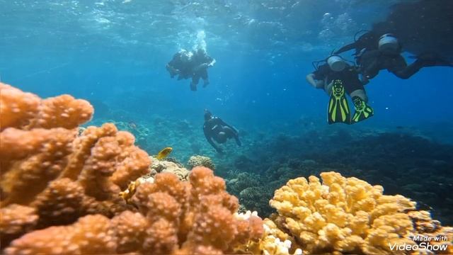 Погружение Хургада 2025