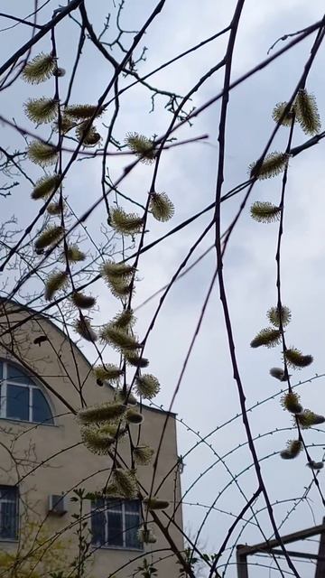 Верба с берега