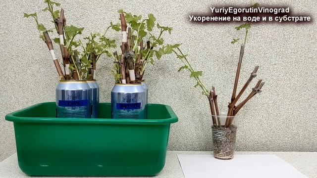 🍇 Почему в ВОДЕ ЧЕРЕНКИ ВИНОГРАДА укореняются ЛУЧШЕ,