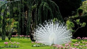 Красивейшие парки и сады мира