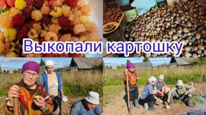 Выкопали картошку ,собрали ягоды .Наши покупки.