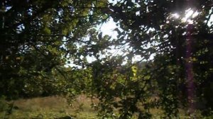 Сорт яблони Макинтош (Мекинтош)