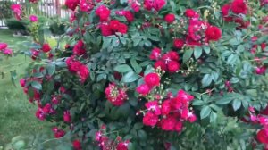 Плетистые розы в саду! Быть или не быть.. Обзор 8 сортов