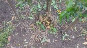 Летняя обрезка граната  . Уход за гранатом в летний пер