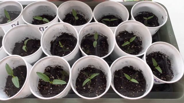 Рассадила перец, баклажаны и петунью смотреть онлайн