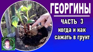 Выращивание георгин. ЧАСТЬ 3. Когда и как сажать георгины в открытый грунт