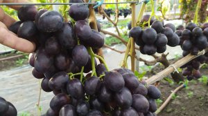 Виноградное АССОРТИ в сентябре 2025г. ЧАСТЬ 2 !!!