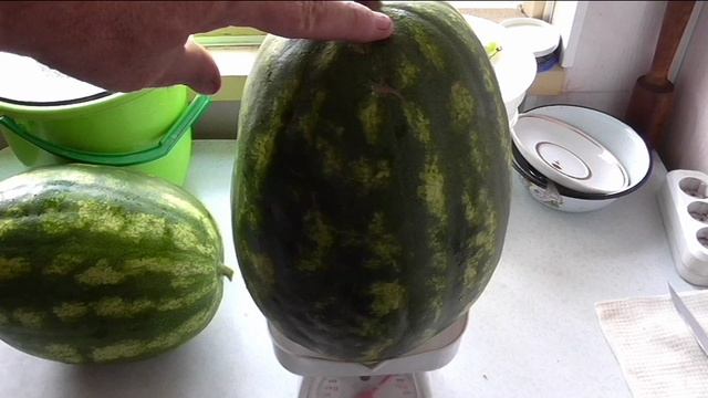 Крупные арбузы в этом сезоне