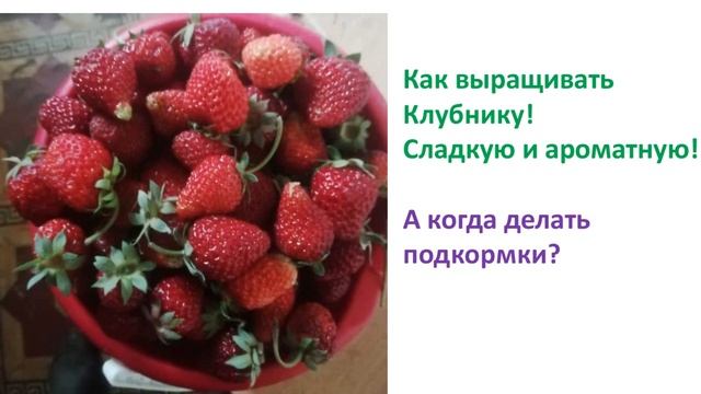 🍏🍓 Как выращивать эко яблоки, клубнику, смородину! П? смотреть онлайн