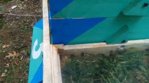 Кормление пчёл методом Геннадия Степаненко