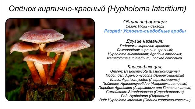 ГРИБЫ ОПЯТА СЪЕДОБНЫЕ И ЛОЖНЫЕ ВИДЫ смотреть онлайн