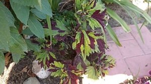 Всё о колеусах: виды и сорта, разведение и зимовка.