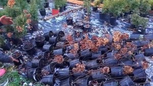 Зимовка растений в горшках. Прикопка, укладка горшков