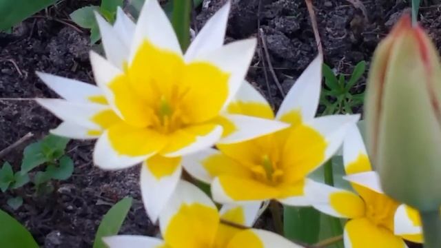 🌷 🌻 Они такие милые майские цветы 🌻 🌷 смотреть онлайн
