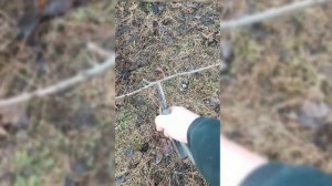 Зимняя обрезка плодовых деревьев