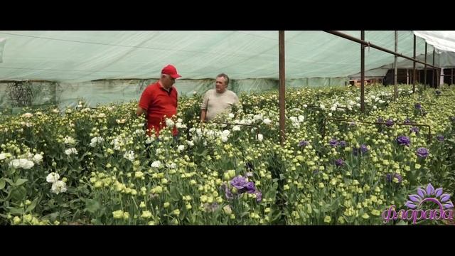 Особенности выращивания ранней эустомы. смотреть онлайн