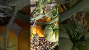 Обзор томатов в теплице 21 августа 2025 г.