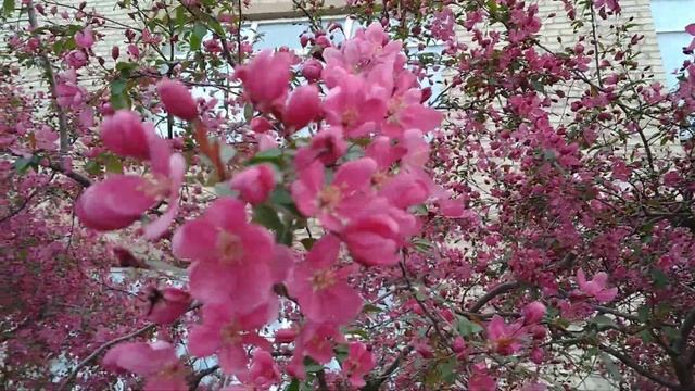 РАЙСКИЕ ЯБЛОКИ ЦВЕТУТ смотреть онлайн