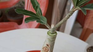 АДЕНИУМ.ПРИВИВКА КЛИНОМ.Перепрививаю сорт "Angela".Даю ПО