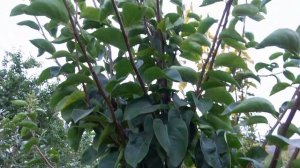 Отличная японская груша СЕКУИ / Из серии азиатских гру