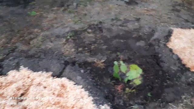 Работы на винограднике после зимы смотреть онлайн