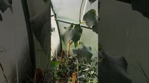 Люффа. Часть 1. Выращивание в теплице.