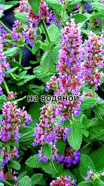 мелисса лекарственная #сад #лекарственныерастения #ле