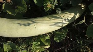 лагенария змеевидная