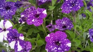 Splash Dance Bolero Blue #ампельніпетунії