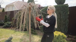 Шелковица на штамбе: секреты идеальной обрезки для пы?