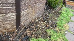 Формируем ДЕВИЧИЙ виноград, который стал прорастать в