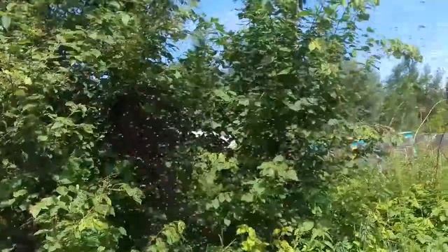 Однажды и такое случилось. Два роя прививается на один смотреть онлайн