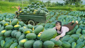 Сбор и продажа больших арбузов на сельском рынке. Жизнь во Вьетнаме.