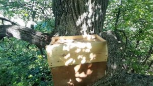 СЕЗОН ПОИМКИ РОЕВ 2025 ОТКРЫТ!!! УСОВЕРШЕНСТВОВАННЫЕ ЛОВ