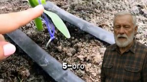 Как правильно удалять пасынки огурцов шпаргалка