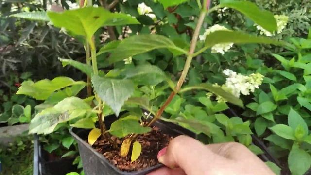 Класика Фантом , Фрайз Мельба Новинка Квік Файр Фаб #го