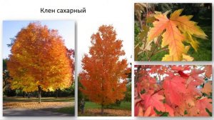 Клен - ТОП 10 популярных сортов