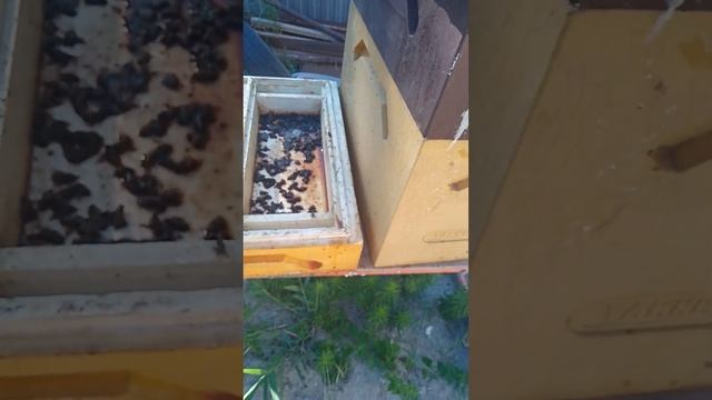 Пчеловодство. Пчёлы погибли из-за отсутствия вентиляц