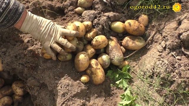 Каков урожай картофеля в Калининградской области в 2022