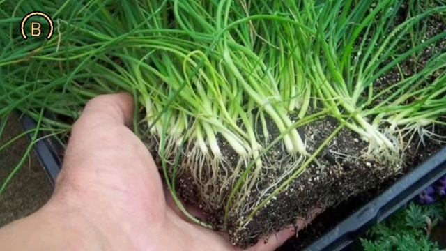 Лук🌱 Порей хранение и посадка.🌱🌱🌱. Leeks🌱 storage and planti