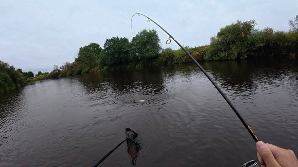 УЛЬТРАЛАЙТ В ГЛУШИ. ЯЗЬ НА СПИННИНГ. ЧТО МОЖНО ПОЙМАТЬ ЗА ОДНУ РЫБАЛКУ ?