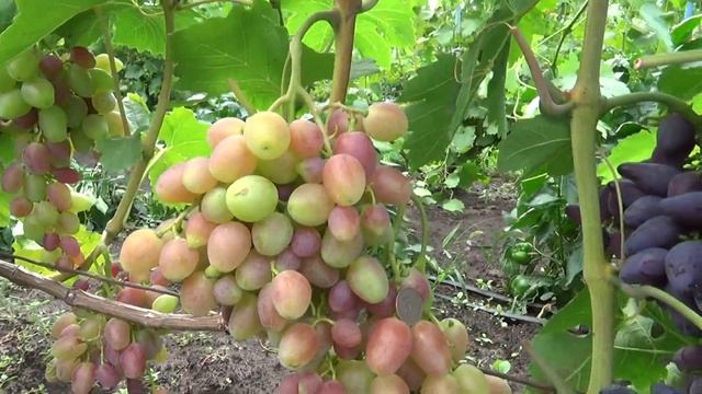 Мечта Фермера. смотреть онлайн