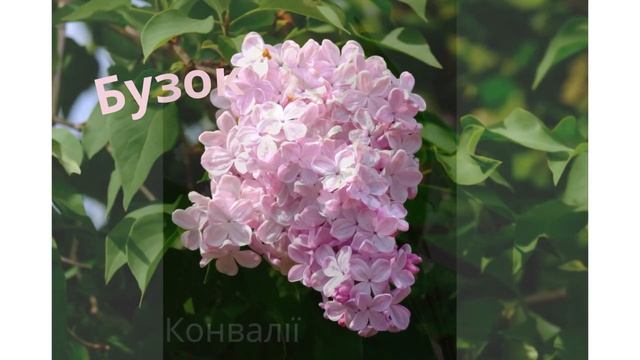 Весняні квіти смотреть онлайн