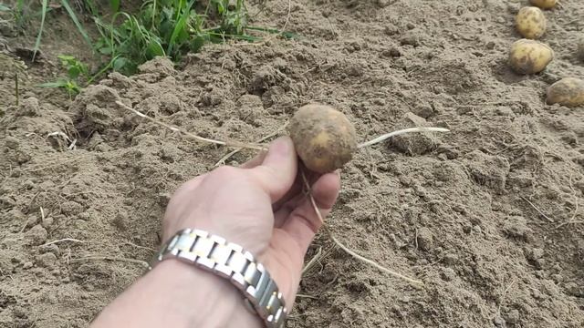 21 Паразит прокалывает картошку!