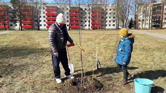 Общественно-полезный трудочас - посадка дерева #поса смотреть онлайн