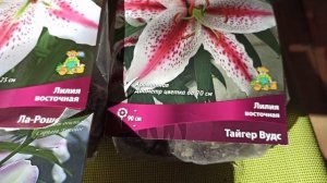 Заказ лилий из агрофирмы Поиск.(восточные и трубчатые)