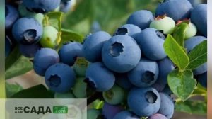 Голубика Патриот