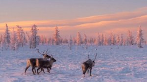 Что такое тундра?